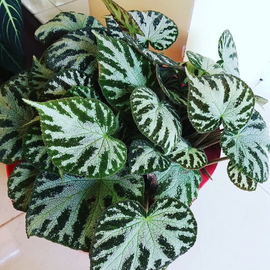 秋海棠帝王现货包邮begoniaimperialist地毯绿植