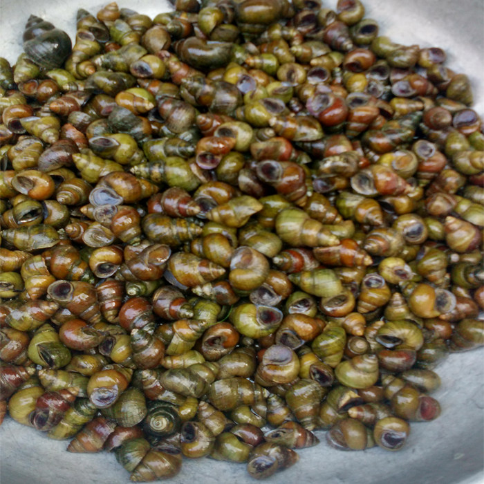 清水螺蛳新鲜活体石螺鲜活田螺泥螺螺丝淡水螺