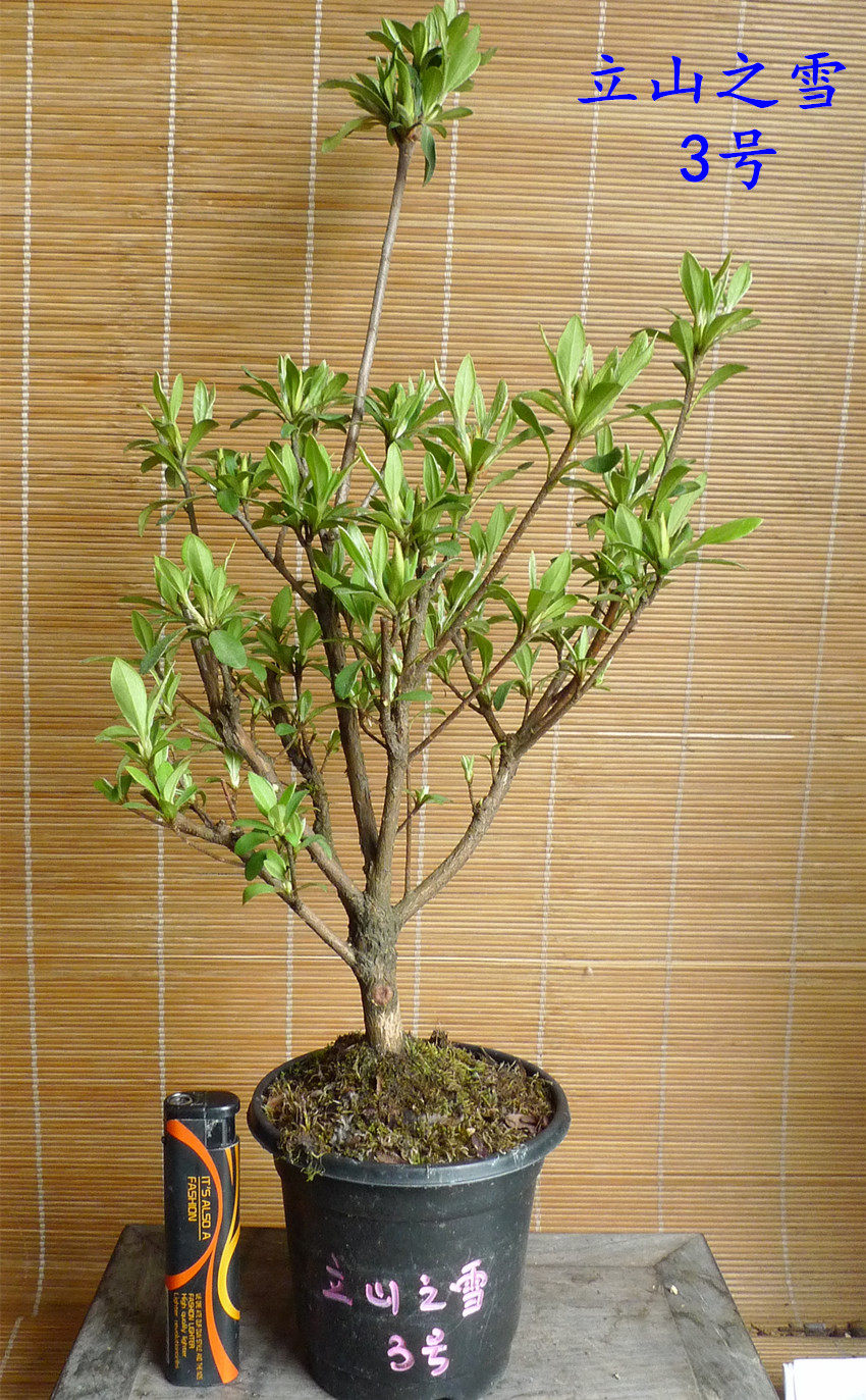 杜鹃皋月日本夏鹃东洋花瓶立山之雪小苗时令草本花卉