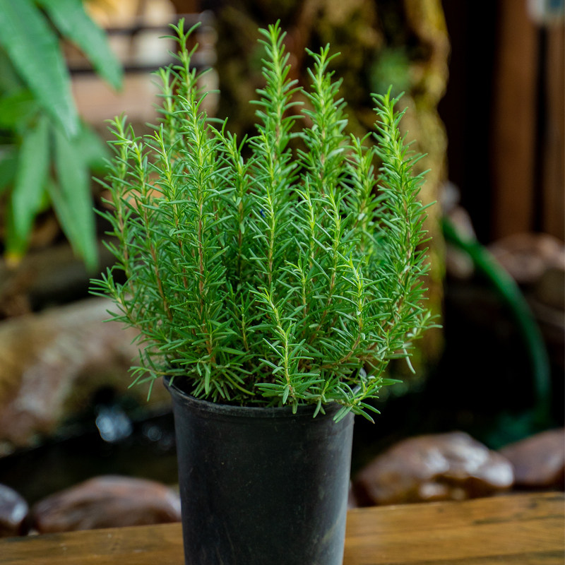 迷迭香胡椒薄荷盆栽碰碰香料牛排新鲜百里百里香绿植