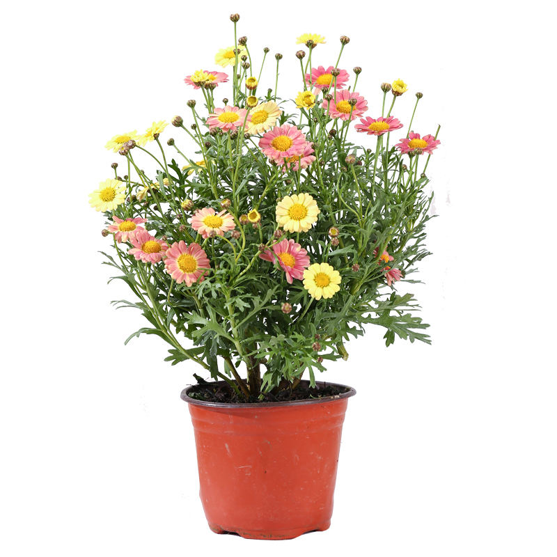 玛格丽特盆栽带花苞姬小菊花