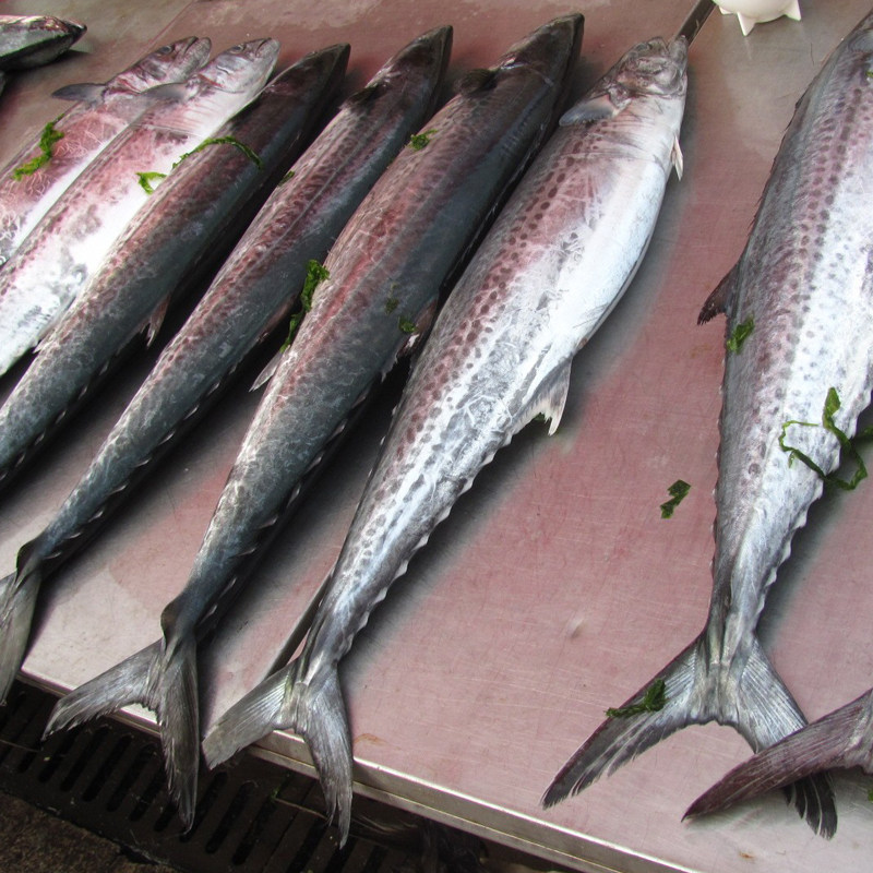 马鲛鱼鲅鱼海鲜蓝点海鱼水产600克马鲛鱼