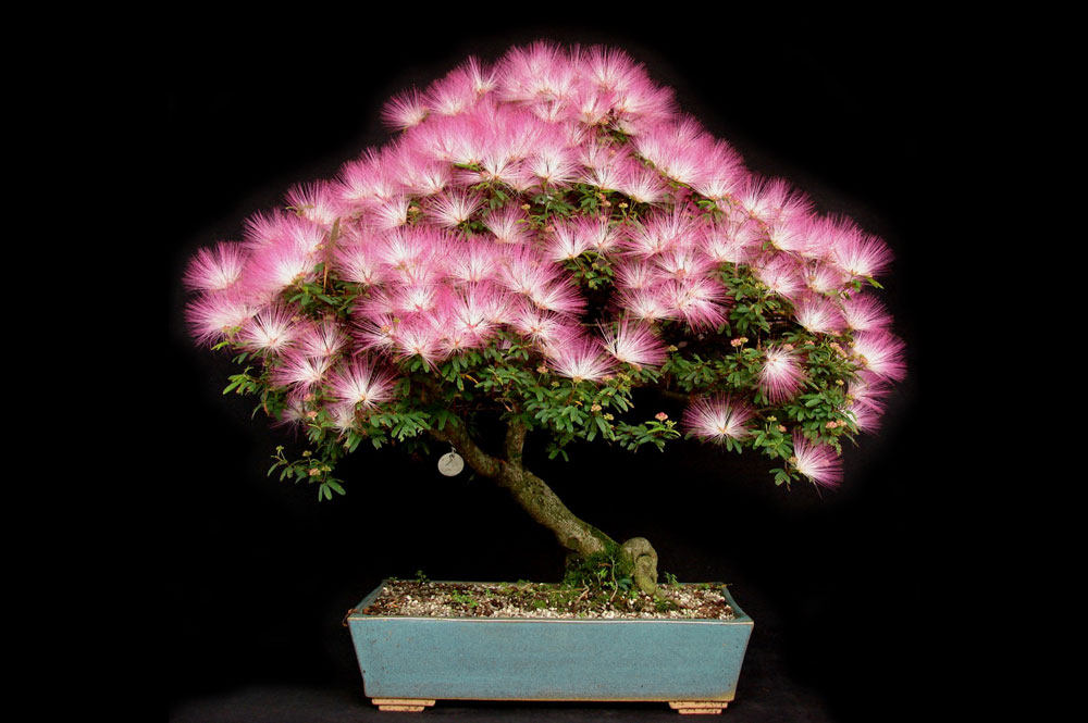 小规格[9cm盆栽苗]香水合欢calliandra矮生半常绿灌木精油花期长