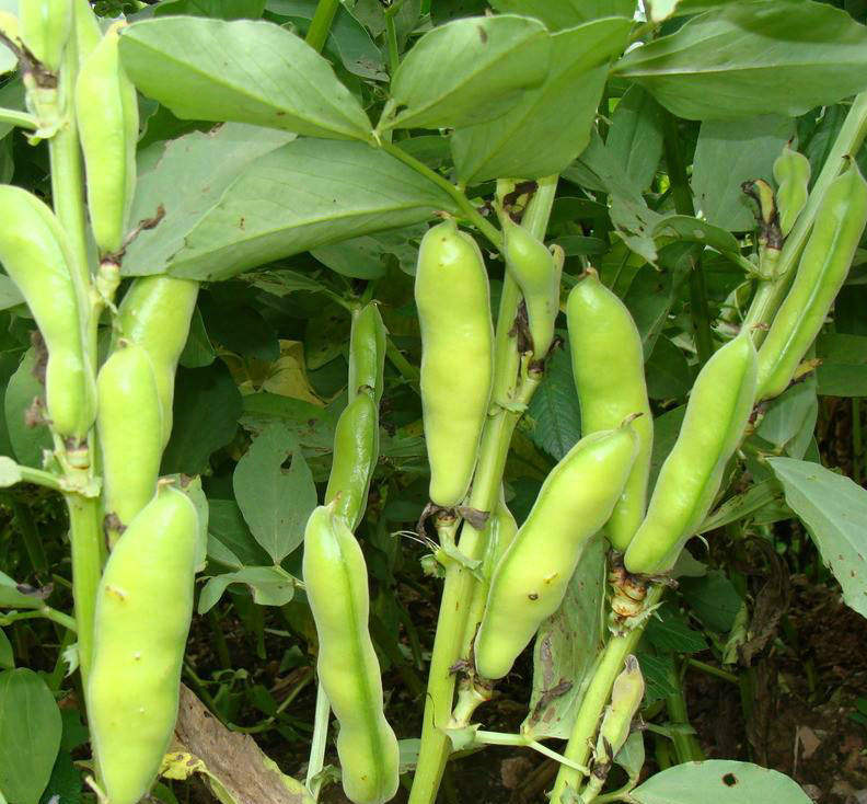 精选早熟蚕豆种子高油产量高香甜营养价值高地栽蔬菜种子四季播