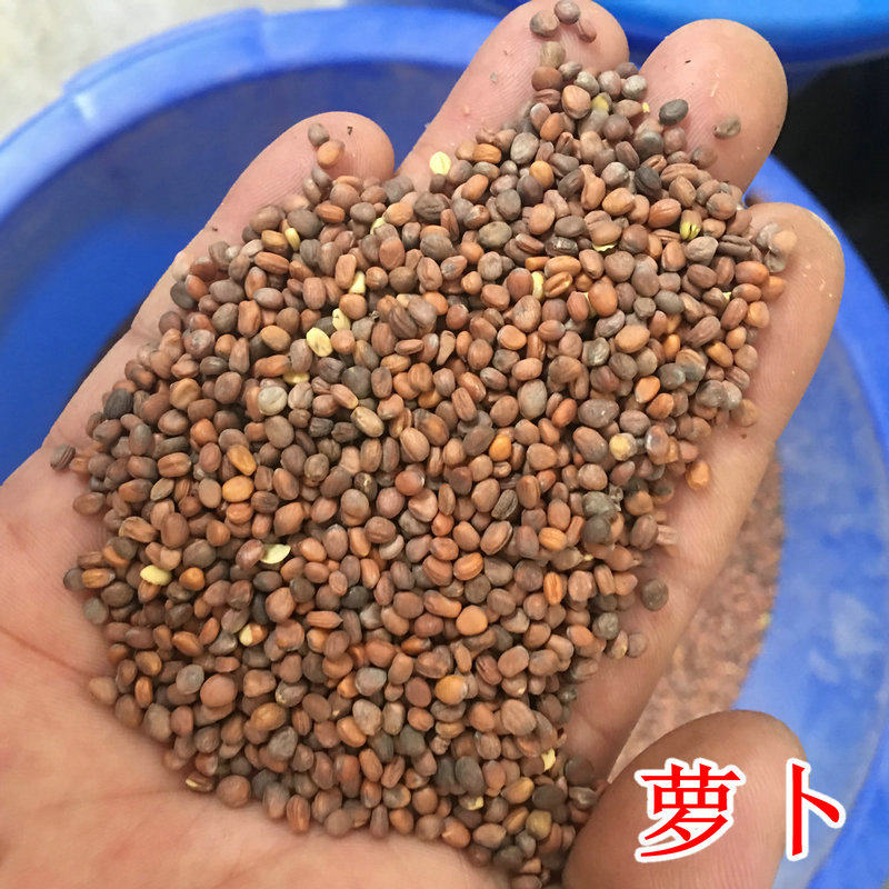 四季易种阳台盆栽有机养生生菜水果萝卜芽苗菜家庭园艺种子