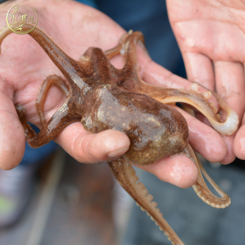 八爪鱼青岛章鱼鲜活长腿即食迷你海鲜乌贼火锅冷冻章鱼