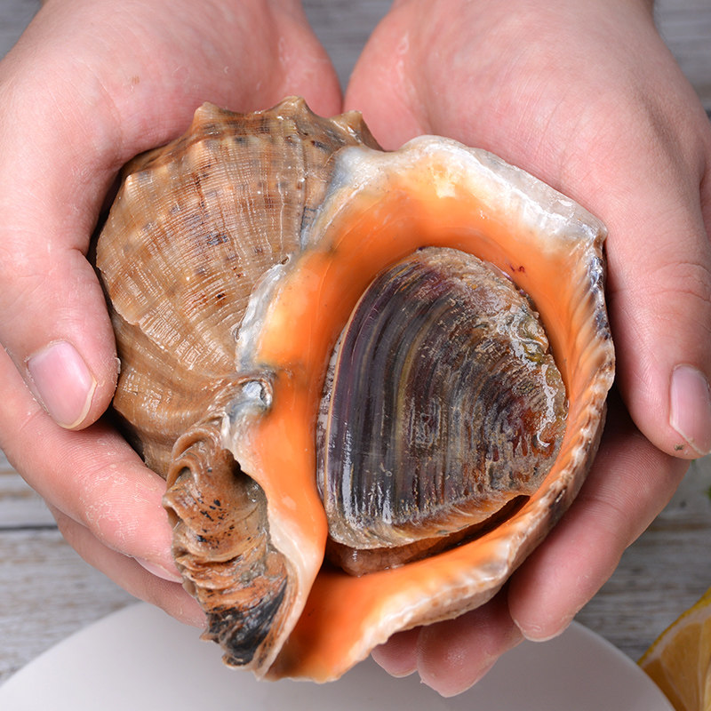 海螺鲜活新鲜生猛海鲜水产超大钉螺野生大海螺 青岛特产6-8两一个