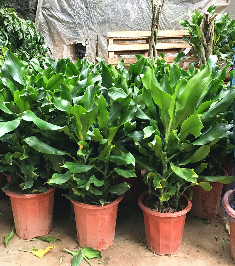 螺纹铁卷叶室内大型盆栽植物净化空气防辐射盆景办公室大型绿植