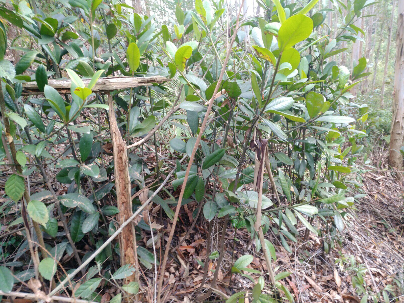 野生桐子木竹竹子山枇杷竹节节子黄牙果现挖果苗绿植