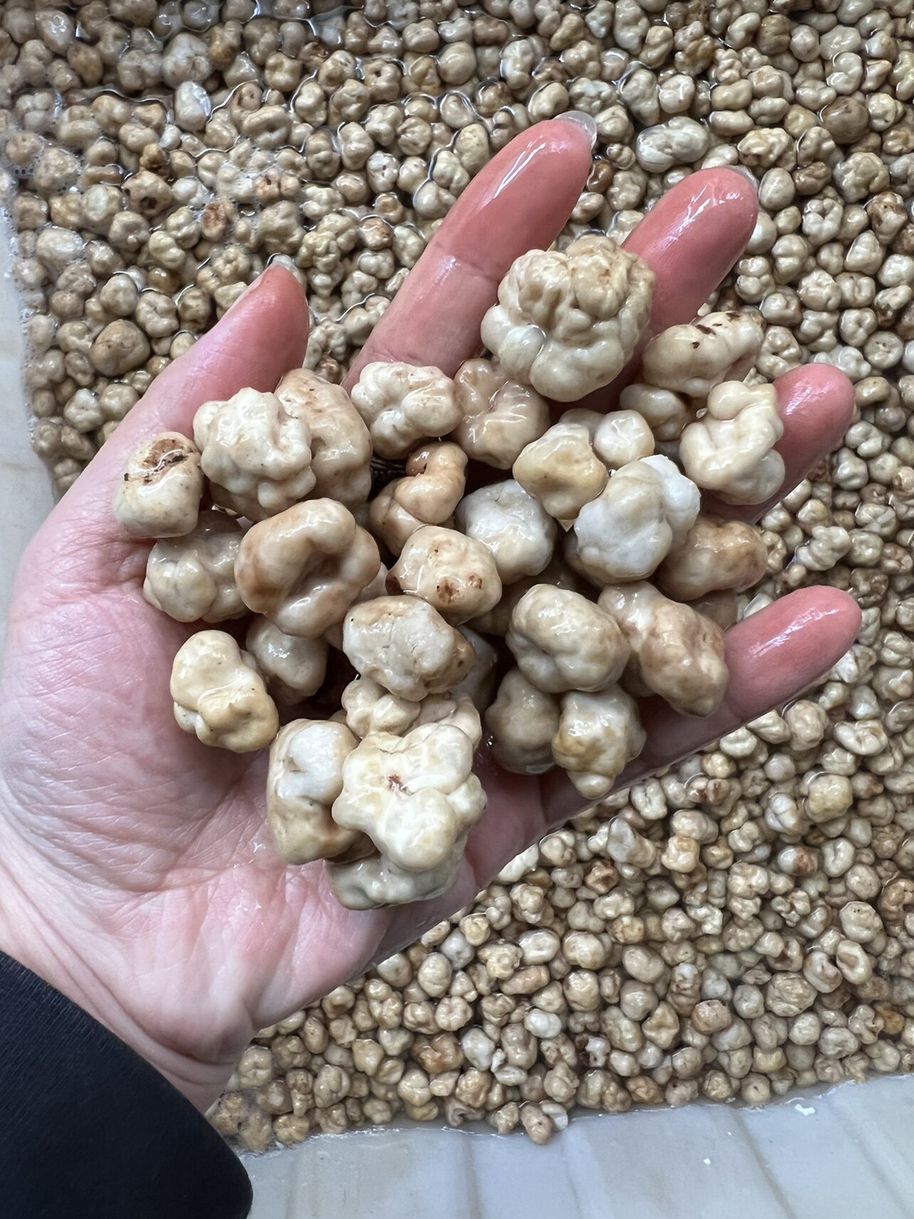 野生云南特产新鲜速冻冻冰鲜白松露食用块菌新鲜松茸