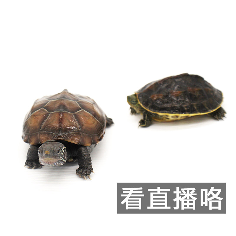 5元中华草龟巴西偏远包邮人工养殖龟