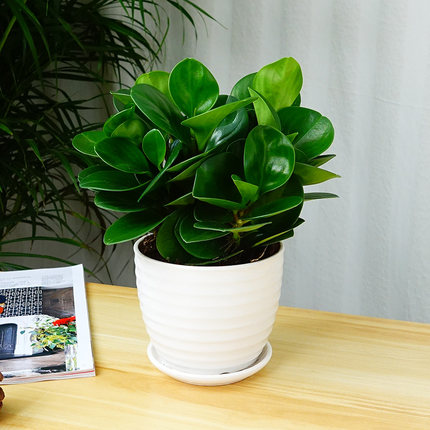 实物拍摄豆瓣盆栽又名青叶碧玉小型桌面绿植绿植