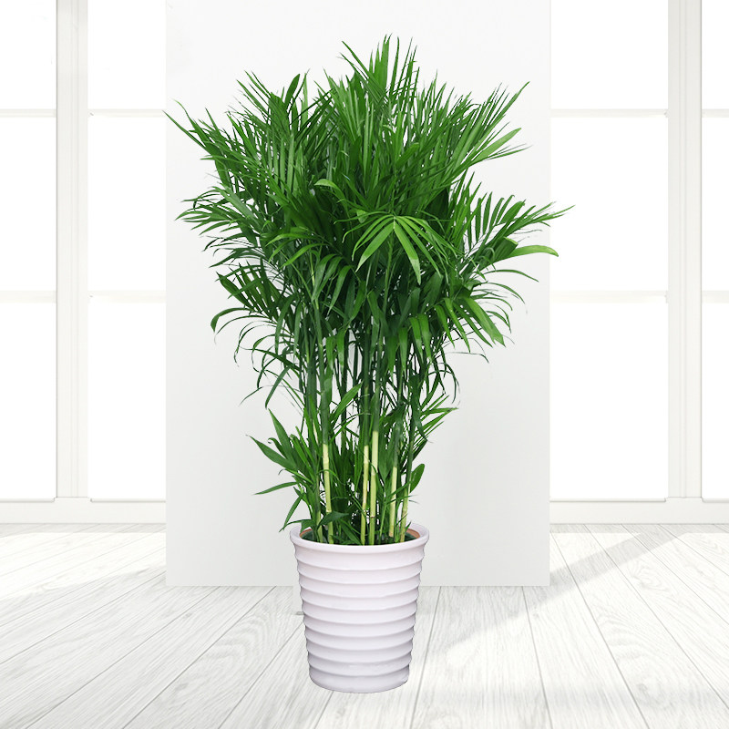 散尾凤尾客厅室内大型盆栽花卉净化空气甲醛包邮大型绿植