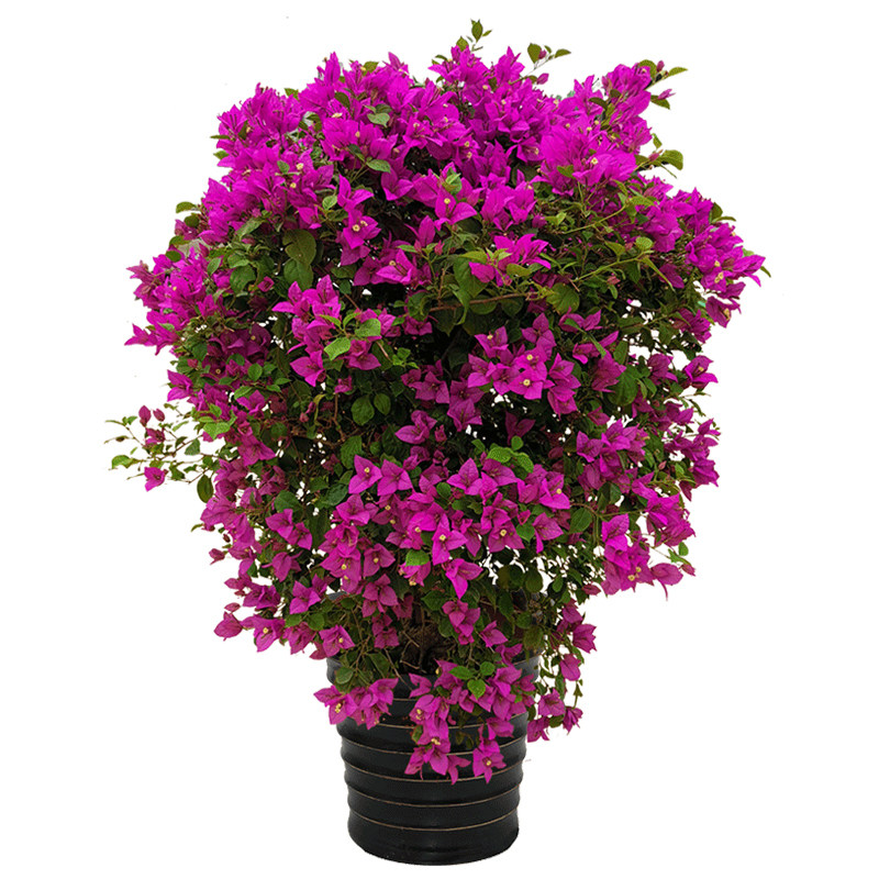 三角盆栽实拍花期观花盆景花卉北京大型绿植