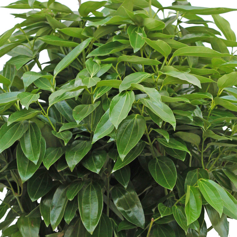 平安树 元宝树 幸福树 室内客厅大型盆景植物 观叶绿植盆栽花卉