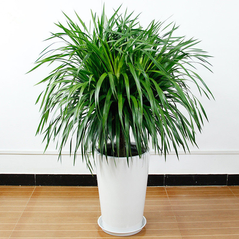龙须树室内北京盆景绿植盆栽大型客厅龙铁树龙血大型绿植