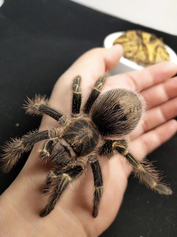 巴西金直间捕鸟蛛足展1-16厘米网红玩具宠物新手入门大型模型蜘蛛