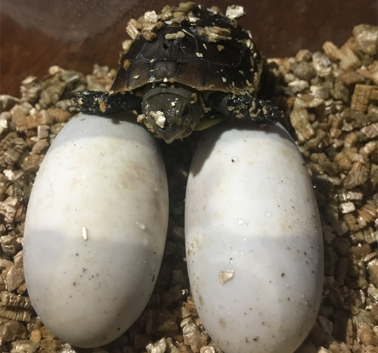 孵化蛭石化石乌龟龟蛋指导爬宠爬虫