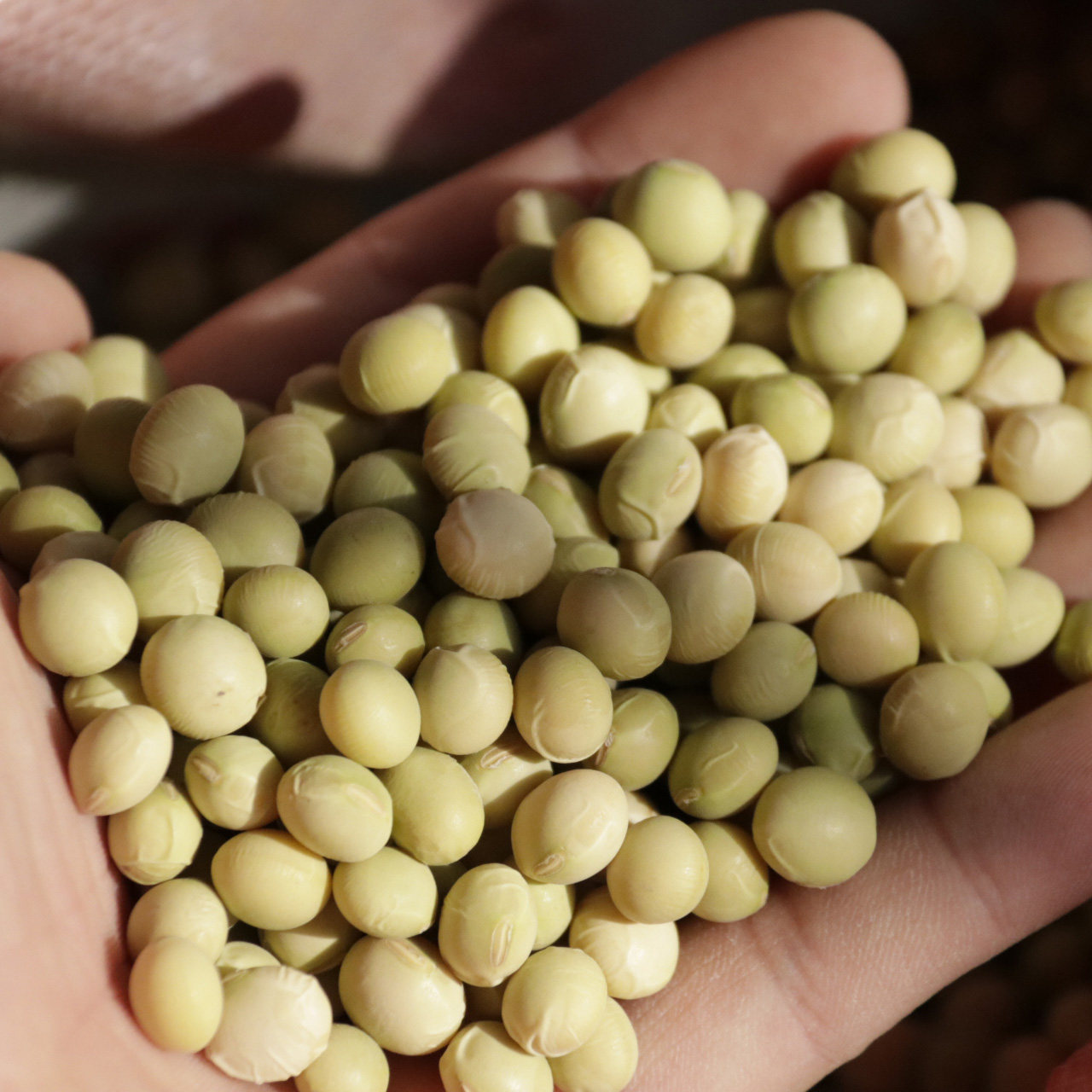 毛豆农乐种业一号种子种籽早中鲜食大豆60天蔬菜种子