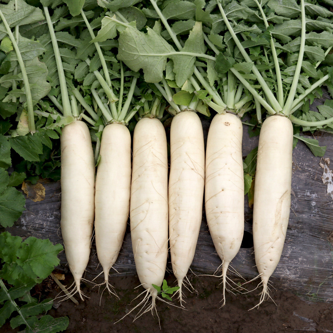 白萝卜种子农乐种业长白籽水萝卜阳台菜园四季蔬菜种子