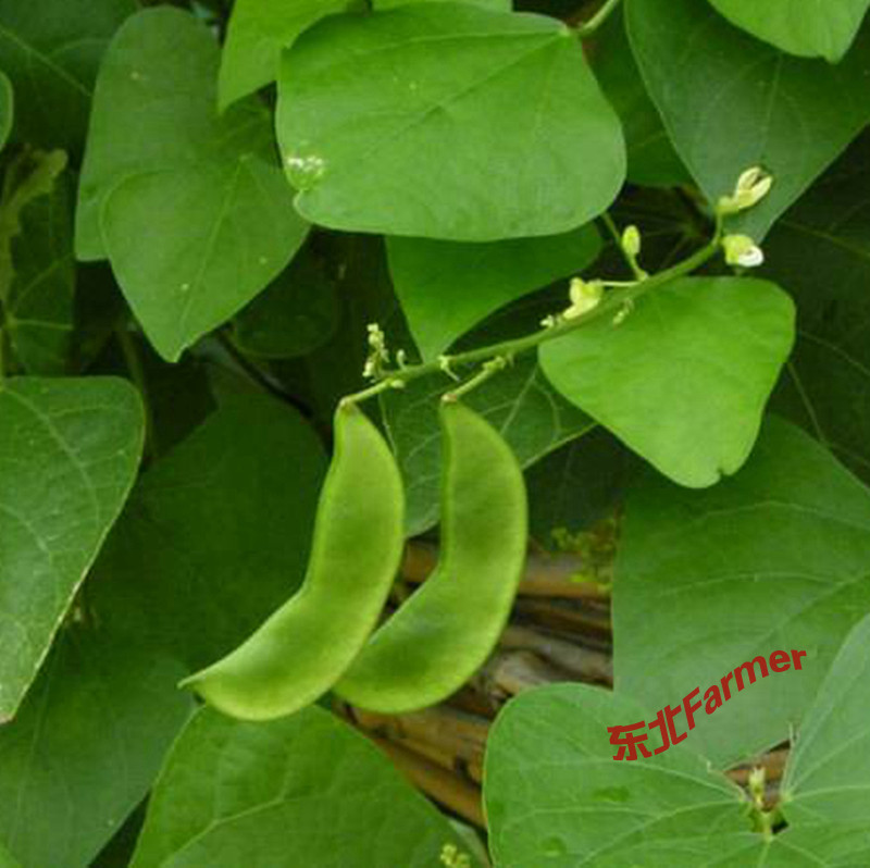 东北药用级白扁豆新货500g农家自种五谷杂粮药扁豆干货煮粥