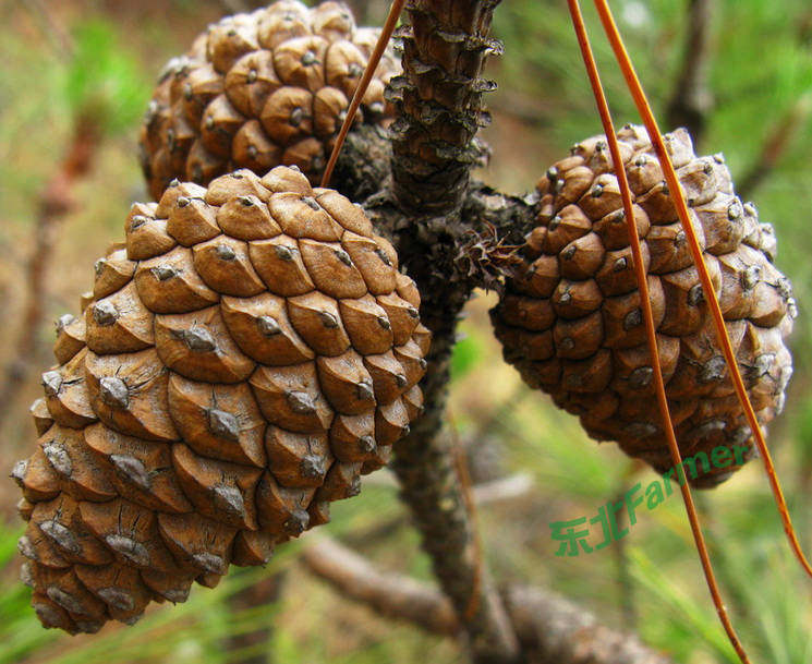 19新货500g非油炸颗粒香孕妇老人幼儿东北笨炒原味开口松子很好吃