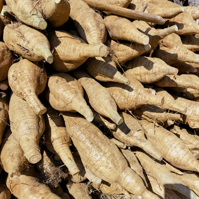 广西新鲜葛根当季和平粉葛无渣清甜9斤现挖葛根