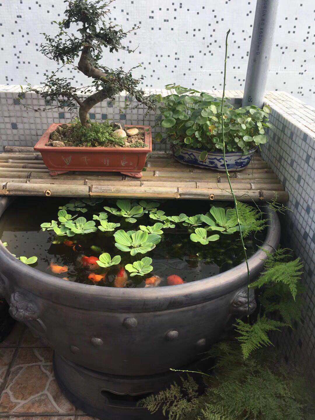 老北京鱼古法养鱼一米虎头大水缸瓦盆石头鱼缸桌面缸