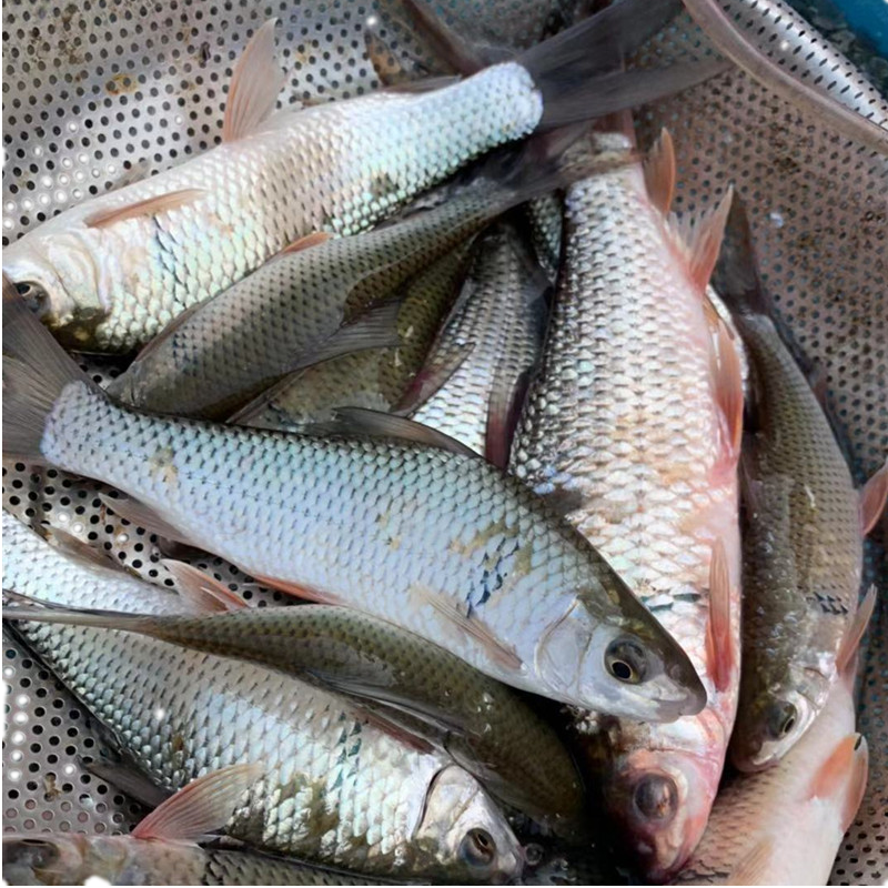 甘竹牌豆豉鲮鱼3斤包邮新鲜活水产万绿湖土鲮豆豉罐头鱼中华鲟白