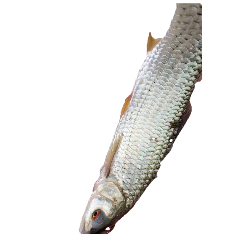 赤眼新鲜红眼淡水鱼原生态万绿湖水库鱼生土货1斤淡水鱼类