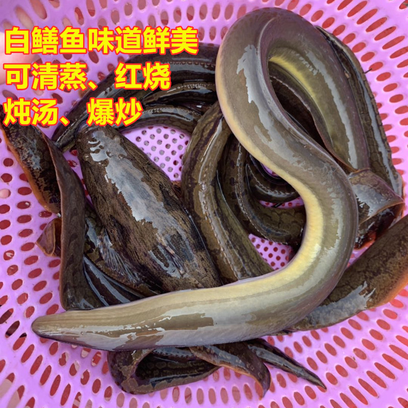 万绿湖水产寿司鳗鱼鳗河鳝白鳗鲡鲜活土货生猛淡水鱼类