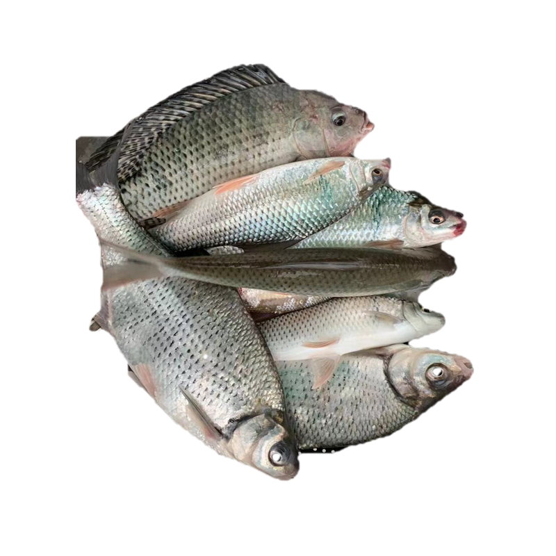 土货万绿湖大杂鱼鲤鲢土鲮草鲩混观赏淡水现宰淡水鱼类