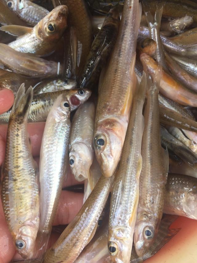 河源小河河鱼沙丁鱼杂鱼新鲜万绿湖特价促销原生态淡水鱼类