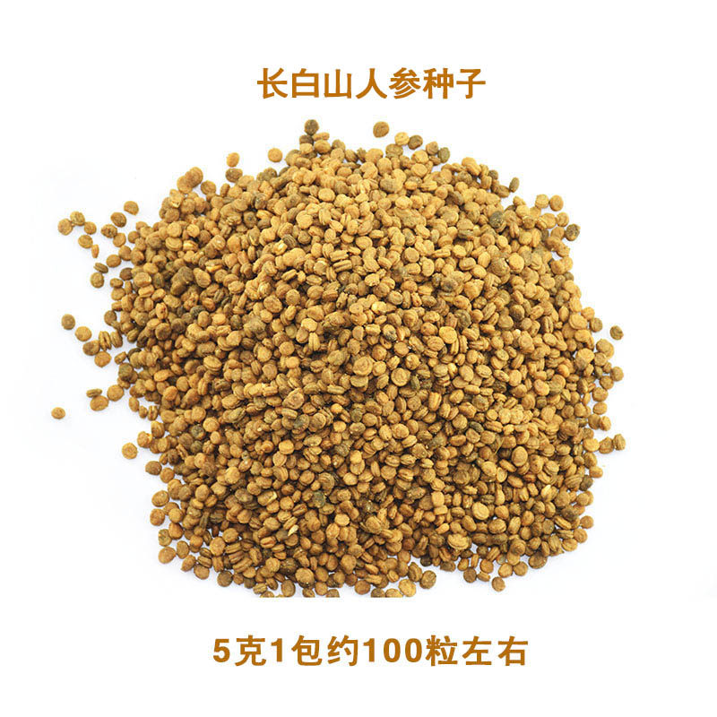 人参参籽种子长白山种植苗参盆栽山催生种籽人参