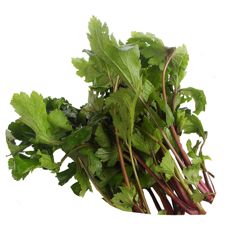 山野菜种植珍珠菜种种苗红根花白白花种子明日家庭园艺种子