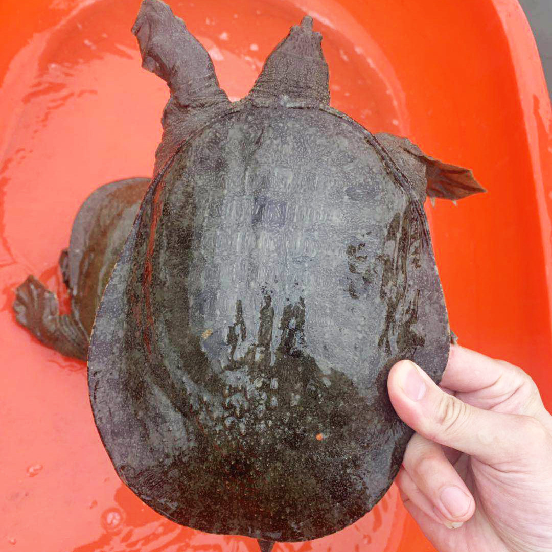 精品黑花甲鱼外塘冷水鳖黑底黑背带太湖花鳖甲鱼