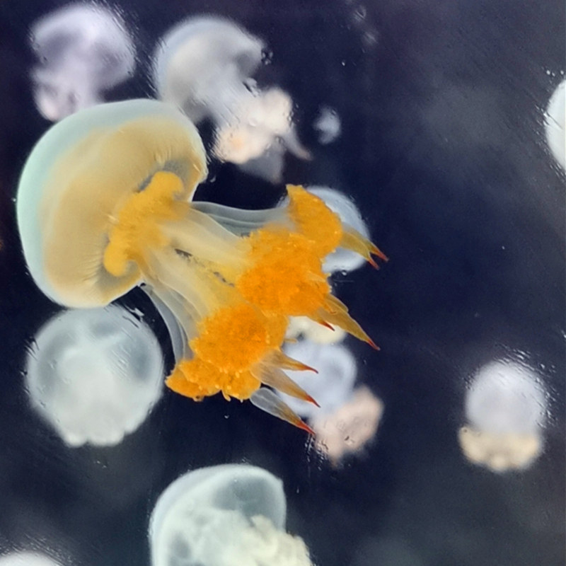 观赏活体赤月海月水母缸女友学生日礼物水母海水养殖桌面宠物包邮