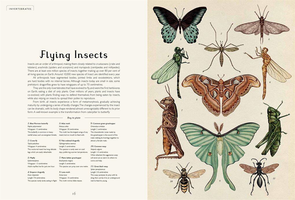 来到博物馆系列手绘科普读物精装大开本animaliumwelcometothemuseum