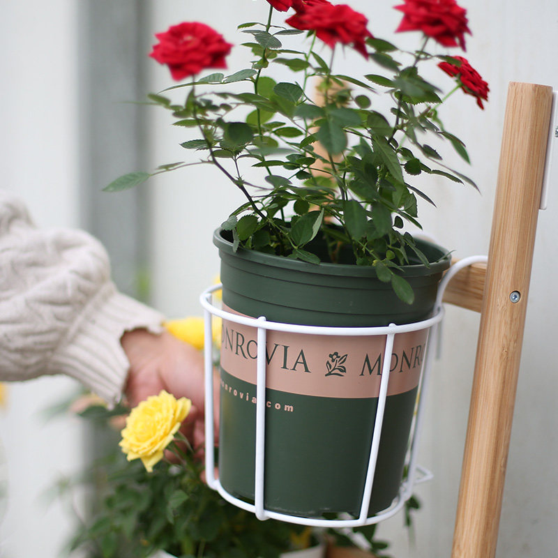 环球加仑盆1 2 3 5 7 圆形花盆塑料耐老化阳台家庭园艺月季绿植盆