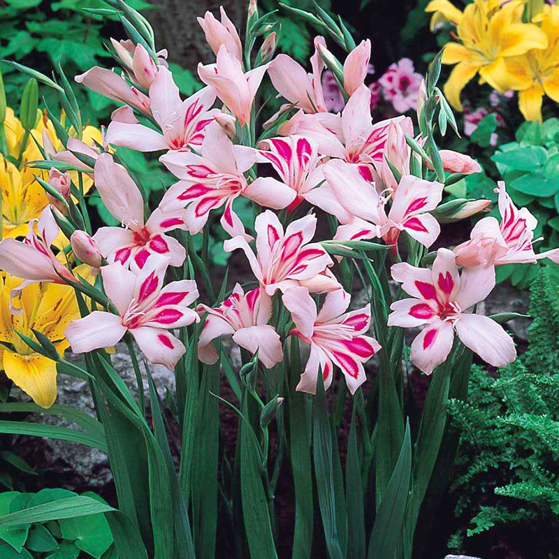 预售_进口唐菖蒲种球剑兰球多年生庭院耐热当年开花_盆栽蝴蝶花型