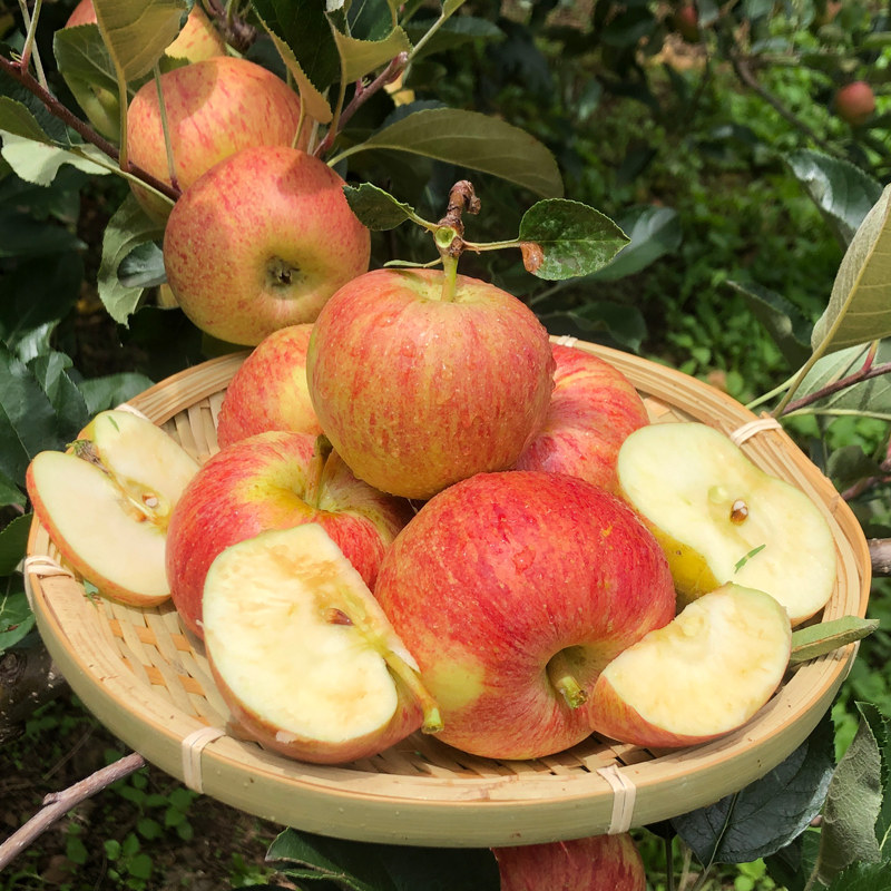 小苹果大凉山高原盐源嘎啦果孕妇儿童新鲜水果苹果