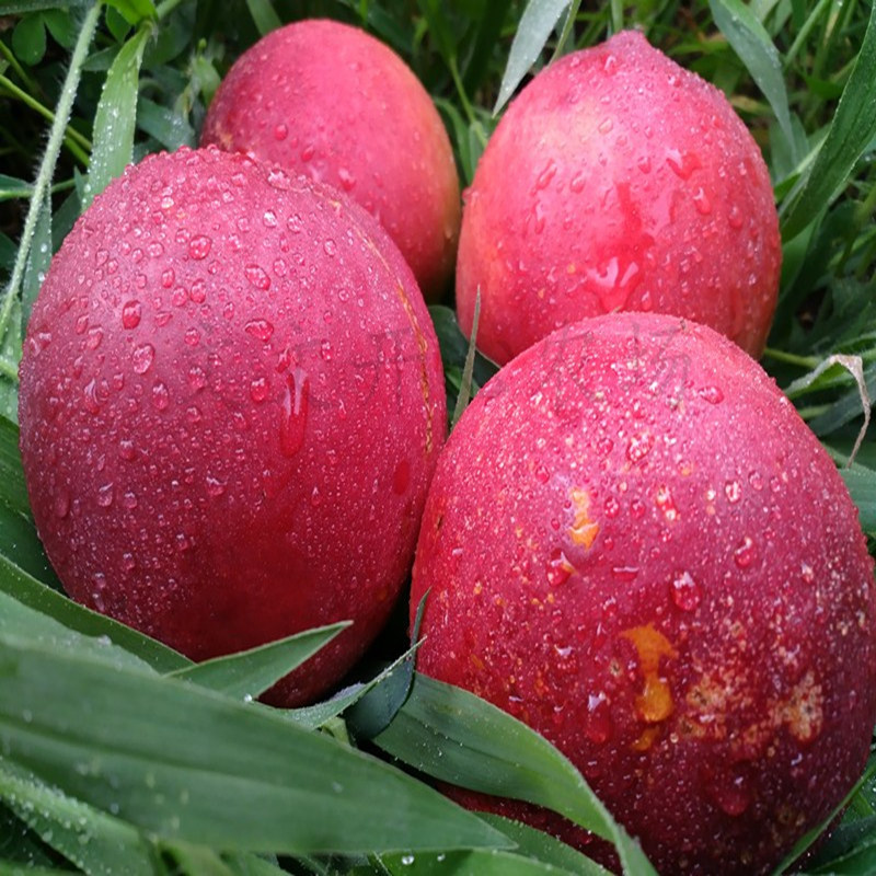 桃子辽宁大连油桃新鲜水果黄心农产品当季应季桃