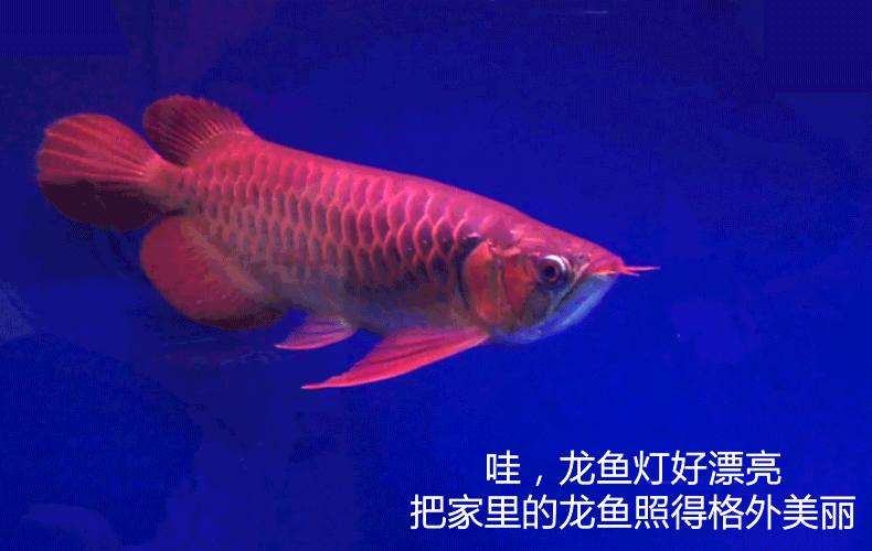 龙鱼灯三基色led鱼缸灯防水双排龙鱼专用led水族灯鱼缸照明潜水灯