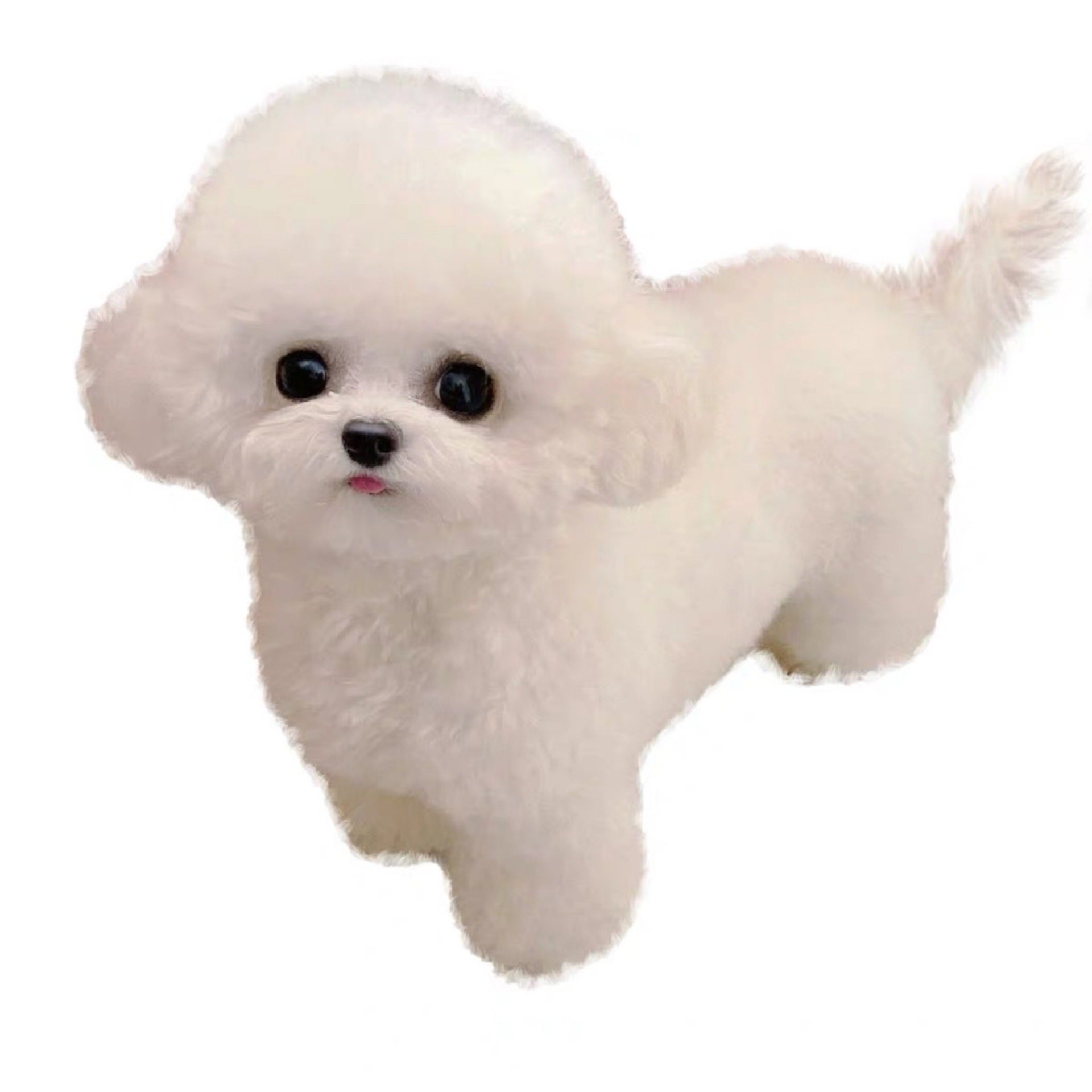 纯种比熊犬幼犬宠物狗狗活体真狗立耳比熊韩系米奇耳小体比熊幼崽