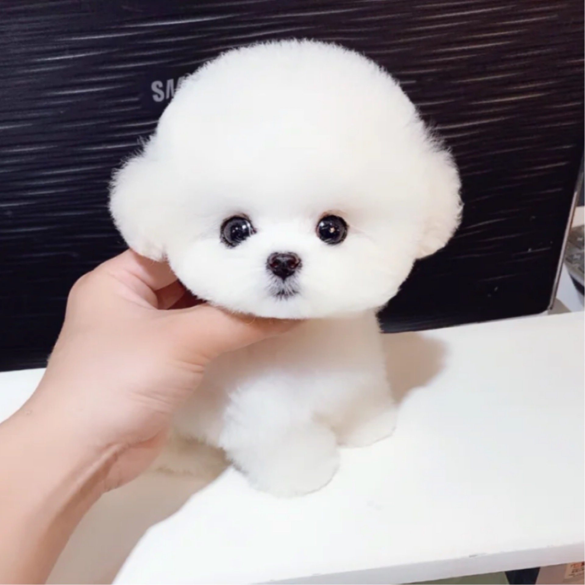 比熊纯种犬幼宠物狗活体真狗立耳茶杯宠物训练