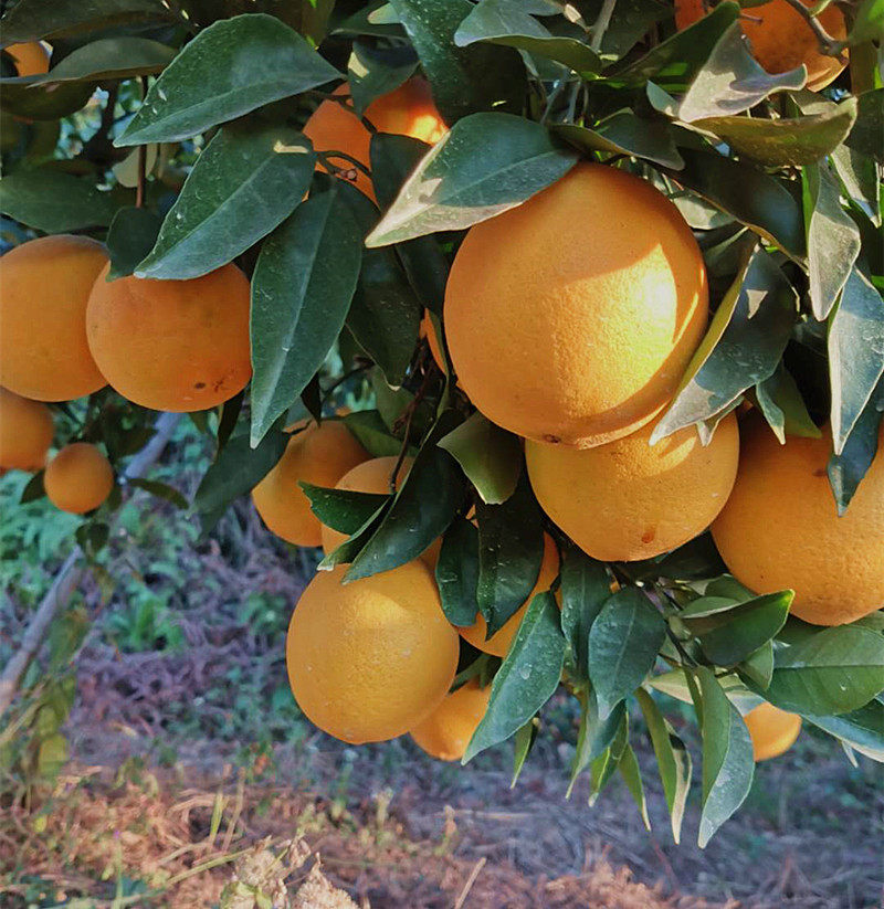 赣南脐橙信丰脐橙橙子现采现发新鲜水果农户果园现摘橘子农产品