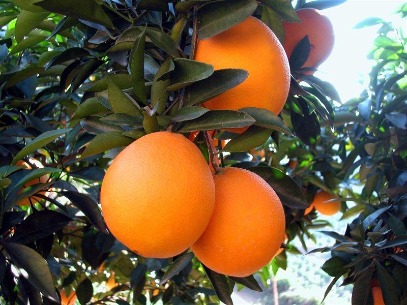 赣南脐橙信丰脐橙橙子现采现发新鲜水果农户果园现摘橘子农产品