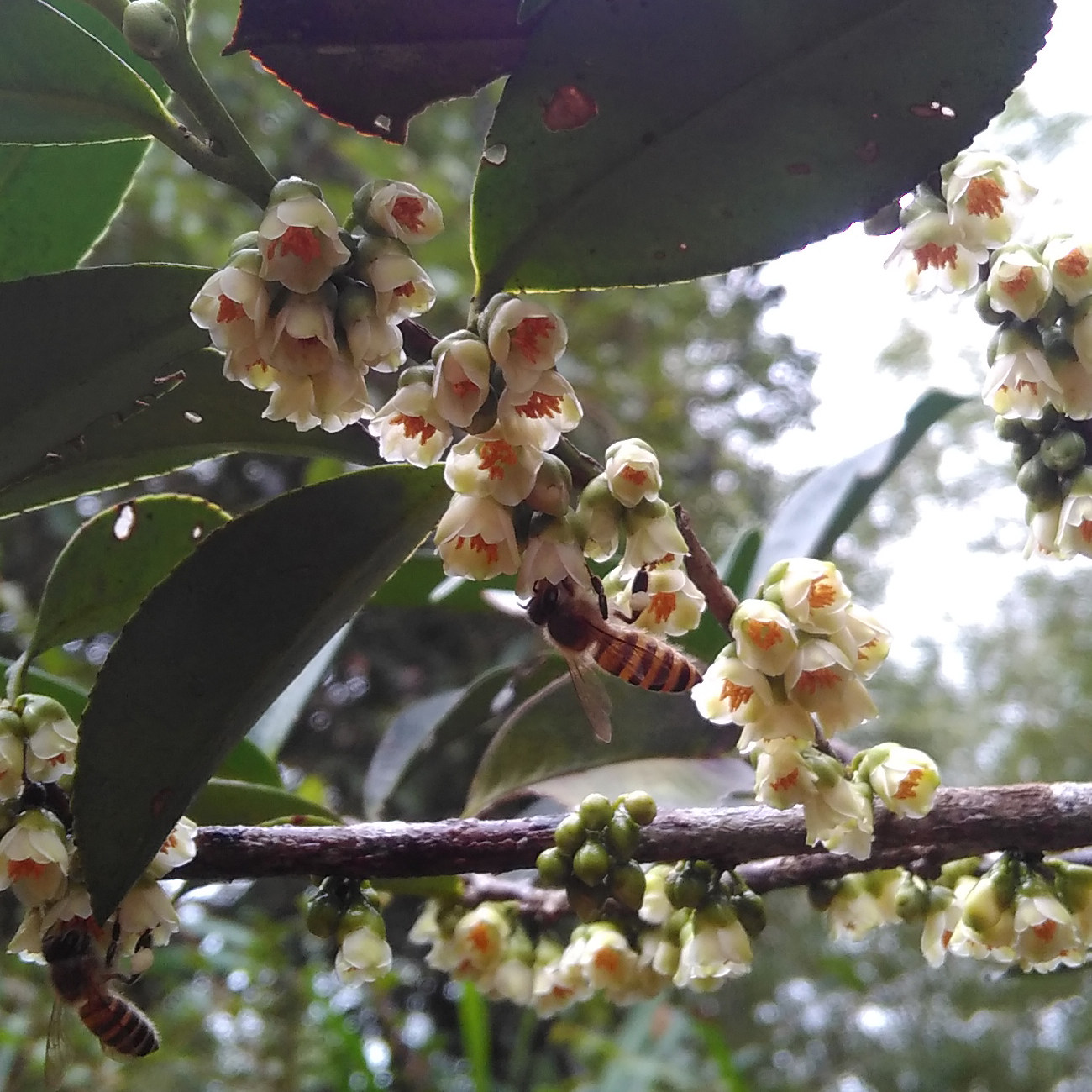 武夷山继源农业特产小雪蜜天然农家土蜂蜜原生态野桂花蜜柃蜜