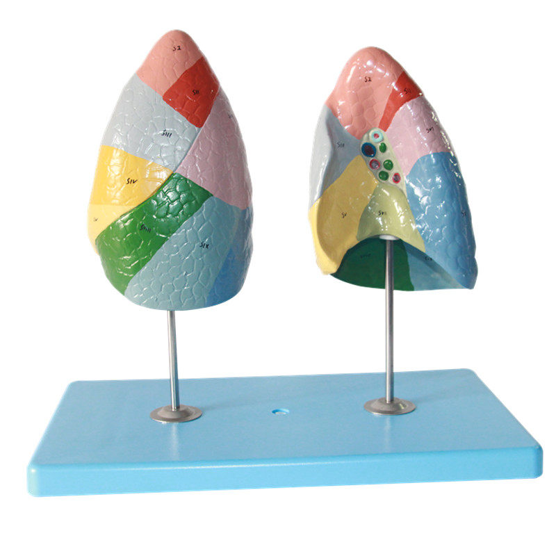 医用 肺段模型 人体肺模型 肺解剖模型 呼吸系统肺 肺段分区