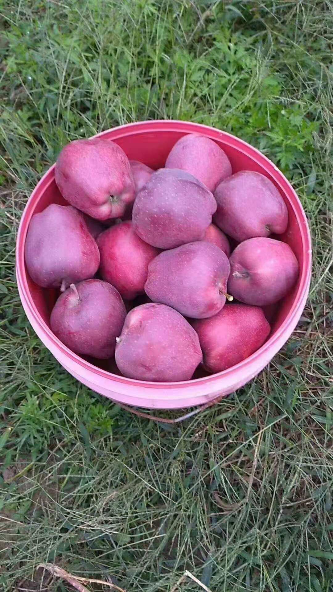 苹果甘肃天水秦安地方特产早熟包邮非花牛红富士北京苹果